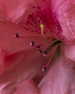 Karmaşık Çiçek Anatomisi: Doğanın Başyapıtı Pembe Zambak Zarif Stamen ve Pistil