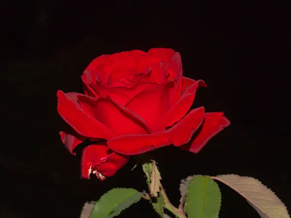 Hermosa Flor Rosa Aislado Sobre Fondo Oscuro — Foto de Stock