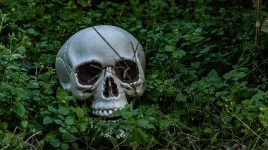 Arka bahçenizi bir Cadılar Bayramı gösterisine dönüştürün. Bu canlı gibi görünen plastik kafatası ustalıkla büyüyen çimlerin arasına yerleştirilip sezonun esansını canlandırıyor.