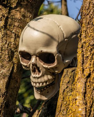 Cadılar Bayramı 'nın efsunlu dünyasına adım atın. Bu titizlikle işlenmiş plastik kafatası çiğ tanelerinin arasına yerleşmiş ve dışarıdaki dekorunuza bir dünya harikası hissi katıyor.