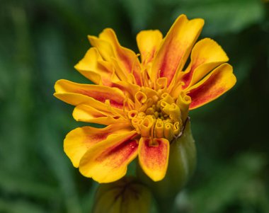 Doğanın Paleti: Bir Marigold Çiçeğinin Yakın Çekimi, Canlı Sarı ve Turuncu Renklerle Patlayan, Botanik Güzelliğinin Kutlaması