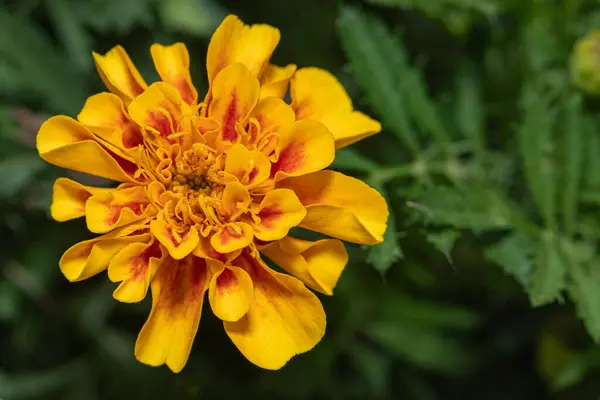 Primer Plano Vibrante Caléndula Una Impresionante Flor Amarilla Naranja Que —  Fotos de Stock