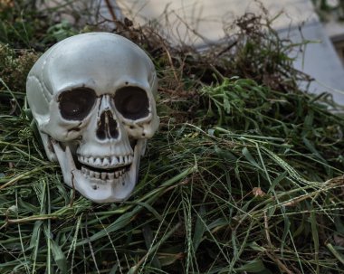 Çimenli bir bahçeye yerleştirilmiş ürkütücü plastik kafatası süsü, Cadılar Bayramı temalı tasarımlar için mükemmel.
