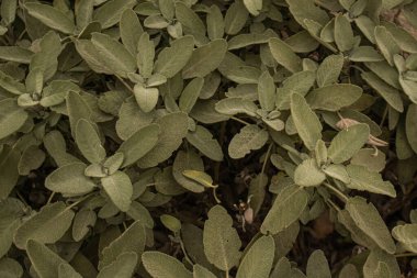 Adaçayı çalılığının yüksek çözünürlüklü dokusu, organik bir fon arayan tasarımcılar için mükemmel.