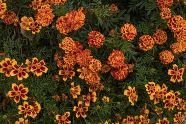 Canlı bir kadife çiçeği kümesi. Turuncu benekleri yemyeşil yapraklara zıt düşüyor.