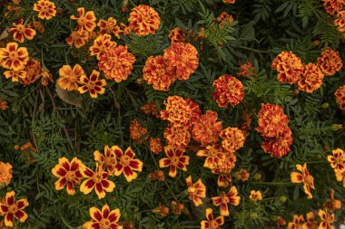 Tagetes marigoldları turuncu serpilmiş tüm ihtişamıyla, yeşil yaprakların arasına yerleşmiş, doğanın sanatının canlı bir göstergesi.