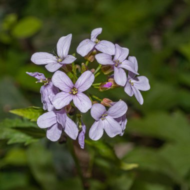 Bahçede yalnız renkli bir çiçek