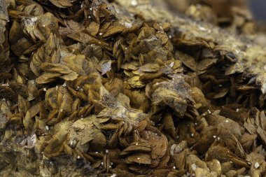 Enfes Siderite Mineral Örnekleri, Yeryüzü Tonları ve Eşsiz Şekilleri Yakalıyor