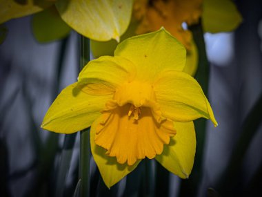 Parlak sarı nergis çiçeğinin yakın çekimi, narin taç yaprakları ve derin trompet merkezi, baharın tazeliğini sembolize eden bulanık bir arka plana karşı aydınlatılıyor.