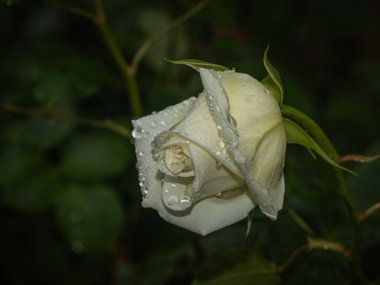 Sabahın erken saatlerinde çiğ taneleriyle kaplanmış bu beyaz gül, narin yapraklarına karşı inci gibi parıldayan damlacıklarla sükunet ve zarafet yayar.