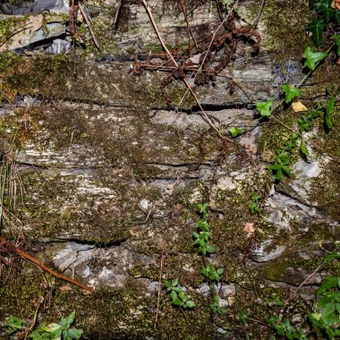 Doğanın çatlaklarda ve çatlaklarda yeşerdiği, dayanıklılığı ve güzelliği engebeli, tarihi bir mimari bağlamda gösteren yıpranmış taş bir duvarın yakın çekimi.