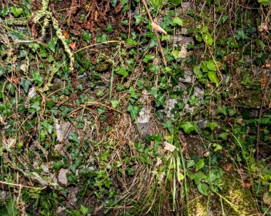 Detailed ground cover of a vibrant green forest floor, rich with various plants and organic textures, showcasing the natural diversity and ecological complexity of woodland environments. clipart