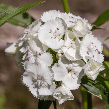 Beyaz, tatlı William çiçekleri kümesi, her bir taç yaprağı hassas kenarlı ve küçük mor noktalar, doğal güneş ışığı altında yakalanmış, bahar ve bahçe temalı görseller için ideal.