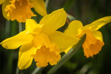 Zengin turuncu trompetleriyle parlak sarı nergisler bulanık yeşil arka planda çiçek açarak bahar mevsiminin canlı yeniden doğuşunu ve neşeli renklerini sembolize eder.