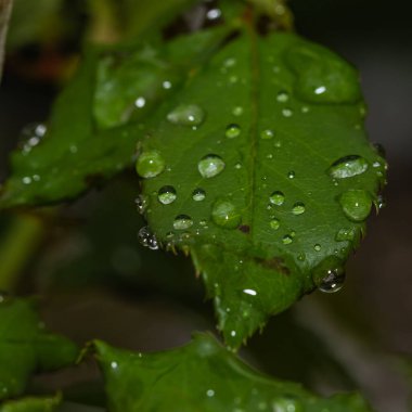 Parlak yeşil yaprak kristal berrak yağmur damlaları ile süslenmiş, yumuşak, koyu bir zemin üzerinde keskin detaylarıyla yakalandı