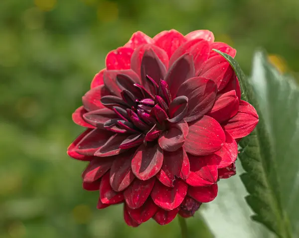 Stock image Lush red dahlia flower, fully bloomed and vibrant against a soft green background