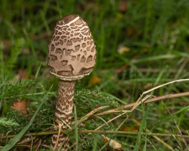 Macrolepiota Procera, yoğun, yeşil çalılıklar ve orman zeminindeki döküntülerle çevrili doğal ortamında belirgin bir şekilde duruyor.