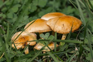 Yaban mantar kümesi taze yeşil çimlerin arasından süzülüyor.