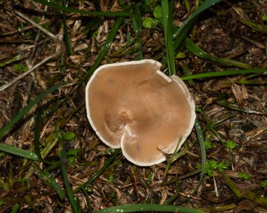 Yeşil çimenlerin arasına yerleşmiş soluk mantarlar doğanın güzelliğini gözler önüne seriyor.