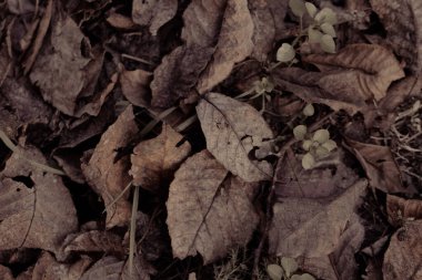Çürümenin çeşitli aşamalarındaki yapraklar, yaşamın doğal döngüsüne bir bakış sunar.
