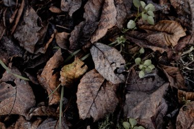 Sunlight filters through autumn leaves, casting shadows and illuminating the forest floor clipart