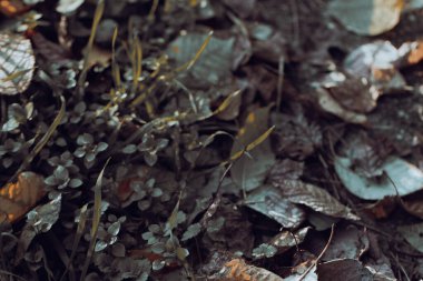 Sonbaharda yaprakların yakın görüntüsü, karmaşık desenleri ve organik çürümeyi vurguluyor