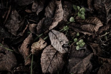 Sonbahar yaprakları orman zeminine saçılmış sonbahar renklerinin zengin bir paletini sergiliyor.