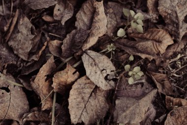 Crisp, fallen leaves blanket the ground, marking the change of seasons with vibrant hues clipart