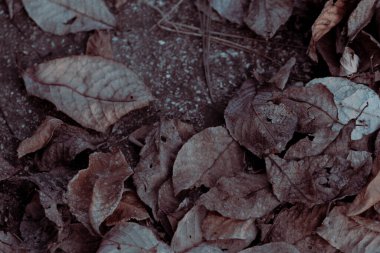 Sonbaharda yaprakların yakın görüntüsü, karmaşık desenleri ve organik çürümeyi vurguluyor