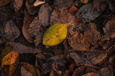 Doğal ortamlardaki kuru yaprakların detaylı dokusu, sonbaharda çürümenin güzelliğini gösteriyor.