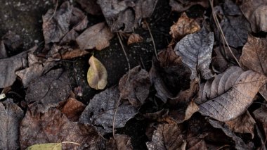 A close view of leaves in autumn, emphasizing intricate patterns and organic decay clipart