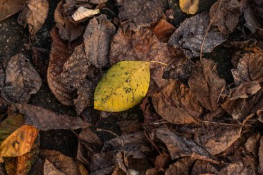 Mevsimsel çeşitliliği vurgulayarak, bir orman yatağında yakalanan yaprakların çeşitli şekilleri ve renkleri