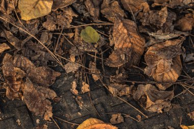 Güneş ışığı sonbahar yapraklarının arasından süzülür, gölgeler bırakır ve orman tabanını aydınlatır.