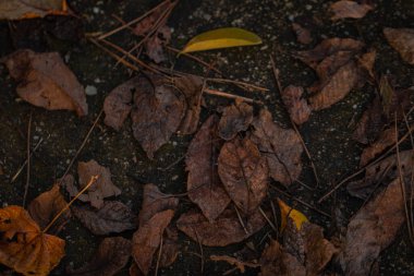 Sonbahar yaprakları altında bir mozaik, sonbaharın gelip geçici güzelliğini barındırıyor.