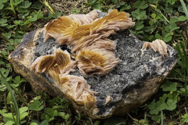 Detailed macro photography of radiant golden barite crystals emerging from a rough grey rock, highlighted against a backdrop of green foliage clipart