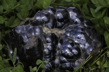 Botryoidal hematit minerali. Karakteristik metalik parlaklık ve koyu mavi-siyah renkte. Doğal ortamda yakalanmış. Eğitimsel, bilimsel veya jeolojik temalı mikro çizimler ve içerik için mükemmel