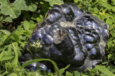Botryoidal hematit minerali. Karakteristik metalik parlaklık ve koyu mavi-siyah renkte. Doğal ortamda yakalanmış. Eğitimsel, bilimsel veya jeolojik temalı mikro çizimler ve içerik için mükemmel