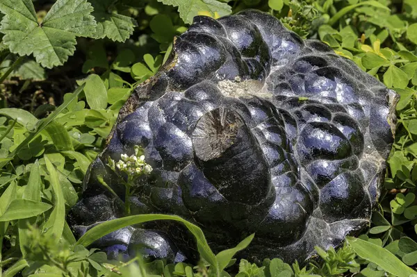 Botryoidal hematit minerali. Karakteristik metalik parlaklık ve koyu mavi-siyah renkte. Doğal ortamda yakalanmış. Eğitimsel, bilimsel veya jeolojik temalı mikro çizimler ve içerik için mükemmel