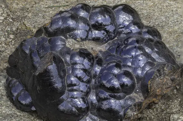 Botryoidal hematit minerali belirgin parlak, siyah ve mavimsi yüzeyli yuvarlak şekilli. Ayrıntılı bir jeolojik örnek, eğitim kaynakları veya yüksek kaliteli mikro içerik için mükemmel
