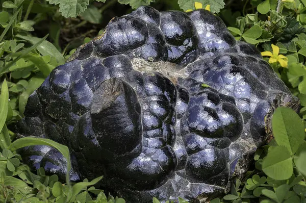 Botryoidal hematit minerali. Karakteristik metalik parlaklık ve koyu mavi-siyah renkte. Doğal ortamda yakalanmış. Eğitimsel, bilimsel veya jeolojik temalı mikro çizimler ve içerik için mükemmel