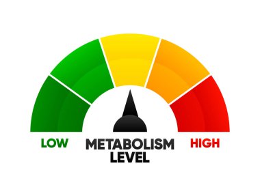 Metabolizma seviyesi ölçeği ile ok ve ölçüm değeri. Yüksek ya da düşük besin değeri olan metabolik oranlar. Beyaz arkaplanda hız göstergesi olan gösterge ögesi. Vektör illüstrasyonu