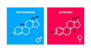 Östrojen ve testosteronun sembolü. İskelet formülü logoları. Seks hormonlarının moleküler kimyasal formülü. Erkek ve kadın seks hormonu. Vektör illüstrasyonu