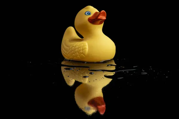 Yellow duck in the water puddle