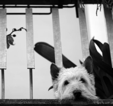 Juliet gibi, İskoç Teriyer Caol Ila