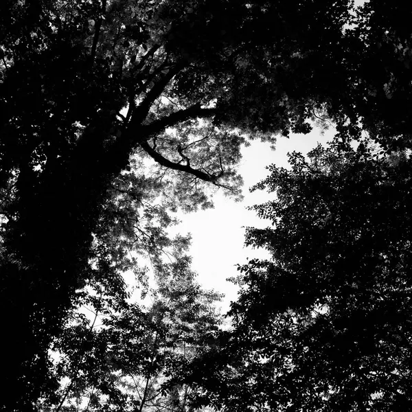 Forest texture black and white