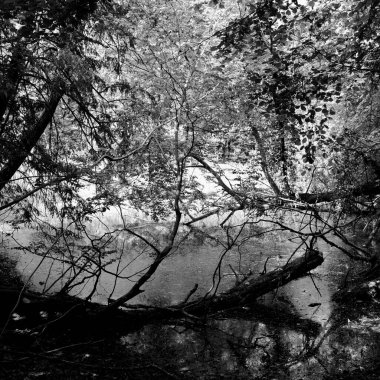 Göl suyuna yansıyan ağaç