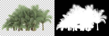 Beyaz arka planda maskeli palmiye ağaçları. 3d görüntüleme - illüstrasyon