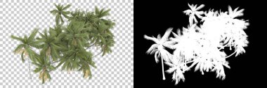 Arka planda maskeyle izole edilmiş tropikal düzenleme. 3d görüntüleme - illüstrasyon