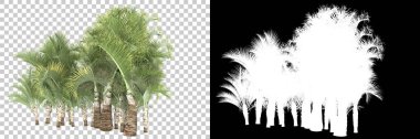 Arka planda maskeyle izole edilmiş tropikal düzenleme. 3d görüntüleme - illüstrasyon
