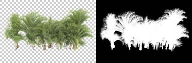 Arka planda maskeyle izole edilmiş tropikal düzenleme. 3d görüntüleme - illüstrasyon